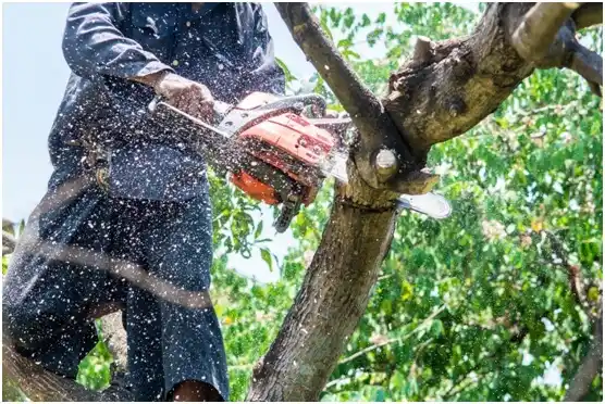 tree services Porcupine